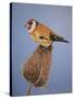 Goldfinch, 2016-Pat Scott-Stretched Canvas