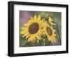 Goldfinch and Sunflowers-William Vanderdasson-Framed Giclee Print