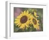 Goldfinch and Sunflowers-William Vanderdasson-Framed Giclee Print