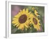 Goldfinch and Sunflowers-William Vanderdasson-Framed Giclee Print