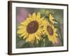 Goldfinch and Sunflowers-William Vanderdasson-Framed Giclee Print