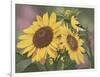 Goldfinch and Sunflowers-William Vanderdasson-Framed Giclee Print