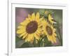 Goldfinch and Sunflowers-William Vanderdasson-Framed Giclee Print