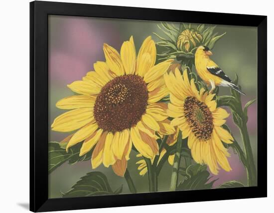 Goldfinch and Sunflowers-William Vanderdasson-Framed Giclee Print