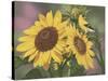 Goldfinch and Sunflowers-William Vanderdasson-Stretched Canvas