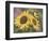 Goldfinch and Sunflowers-William Vanderdasson-Framed Premium Giclee Print