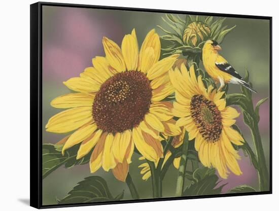 Goldfinch and Sunflowers-William Vanderdasson-Framed Stretched Canvas