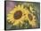 Goldfinch and Sunflowers-William Vanderdasson-Framed Stretched Canvas