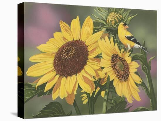 Goldfinch and Sunflowers-William Vanderdasson-Stretched Canvas