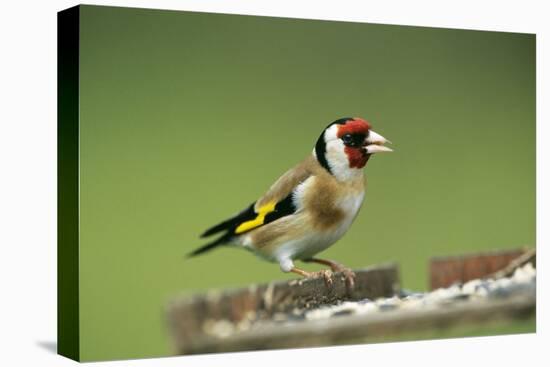 Goldfinch at Bird Table-null-Stretched Canvas