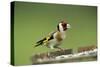 Goldfinch at Bird Table-null-Stretched Canvas