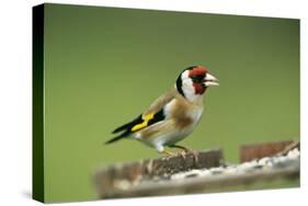 Goldfinch at Bird Table-null-Stretched Canvas