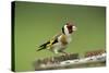 Goldfinch at Bird Table-null-Stretched Canvas