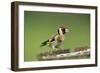 Goldfinch at Bird Table-null-Framed Photographic Print