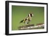 Goldfinch at Bird Table-null-Framed Photographic Print