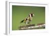 Goldfinch at Bird Table-null-Framed Photographic Print