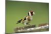 Goldfinch at Bird Table-null-Mounted Photographic Print