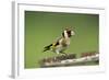 Goldfinch at Bird Table-null-Framed Photographic Print