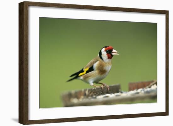 Goldfinch at Bird Table-null-Framed Photographic Print