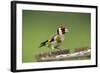 Goldfinch at Bird Table-null-Framed Photographic Print