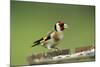 Goldfinch at Bird Table-null-Mounted Photographic Print