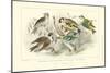 Goldfinch, Buntings & Wrens-J. Stewart-Mounted Art Print