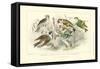 Goldfinch, Buntings & Wrens-J. Stewart-Framed Stretched Canvas