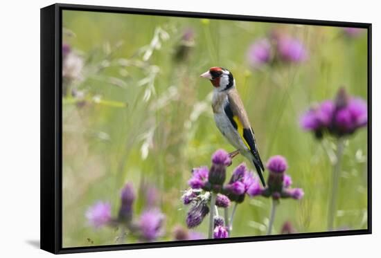 Goldfinch (Carduelis Carduelis) on Flowering Thistle (Cirsium Rivulare) Poloniny Np, East Slowakia-Wothe-Framed Stretched Canvas