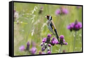 Goldfinch (Carduelis Carduelis) on Flowering Thistle (Cirsium Rivulare) Poloniny Np, East Slowakia-Wothe-Framed Stretched Canvas