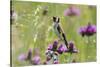 Goldfinch (Carduelis Carduelis) on Flowering Thistle (Cirsium Rivulare) Poloniny Np, East Slowakia-Wothe-Stretched Canvas