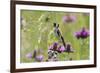 Goldfinch (Carduelis Carduelis) on Flowering Thistle (Cirsium Rivulare) Poloniny Np, East Slowakia-Wothe-Framed Photographic Print