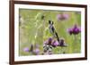 Goldfinch (Carduelis Carduelis) on Flowering Thistle (Cirsium Rivulare) Poloniny Np, East Slowakia-Wothe-Framed Photographic Print