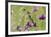 Goldfinch (Carduelis Carduelis) on Flowering Thistle (Cirsium Rivulare) Poloniny Np, East Slowakia-Wothe-Framed Photographic Print