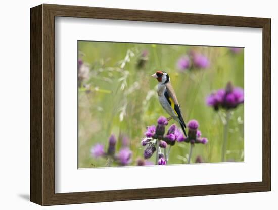 Goldfinch (Carduelis Carduelis) on Flowering Thistle (Cirsium Rivulare) Poloniny Np, East Slowakia-Wothe-Framed Photographic Print