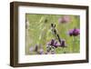 Goldfinch (Carduelis Carduelis) on Flowering Thistle (Cirsium Rivulare) Poloniny Np, East Slowakia-Wothe-Framed Photographic Print