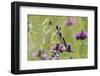 Goldfinch (Carduelis Carduelis) on Flowering Thistle (Cirsium Rivulare) Poloniny Np, East Slowakia-Wothe-Framed Photographic Print