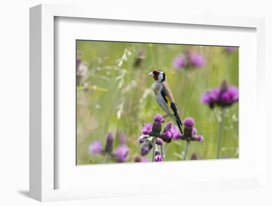 Goldfinch (Carduelis Carduelis) on Flowering Thistle (Cirsium Rivulare) Poloniny Np, East Slowakia-Wothe-Framed Photographic Print