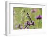 Goldfinch (Carduelis Carduelis) on Flowering Thistle (Cirsium Rivulare) Poloniny Np, East Slowakia-Wothe-Framed Photographic Print