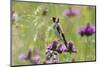 Goldfinch (Carduelis Carduelis) on Flowering Thistle (Cirsium Rivulare) Poloniny Np, East Slowakia-Wothe-Mounted Photographic Print