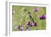 Goldfinch (Carduelis Carduelis) on Flowering Thistle (Cirsium Rivulare) Poloniny Np, East Slowakia-Wothe-Framed Photographic Print