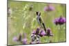 Goldfinch (Carduelis Carduelis) on Flowering Thistle (Cirsium Rivulare) Poloniny Np, East Slowakia-Wothe-Mounted Photographic Print