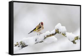 Goldfinch (Carduelis Carduelis) Perched on a Snow Covered Branch, Perthshire, Scotland, UK, April-Fergus Gill-Framed Stretched Canvas