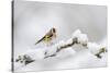 Goldfinch (Carduelis Carduelis) Perched on a Snow Covered Branch, Perthshire, Scotland, UK, April-Fergus Gill-Stretched Canvas