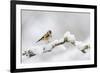 Goldfinch (Carduelis Carduelis) Perched on a Snow Covered Branch, Perthshire, Scotland, UK, April-Fergus Gill-Framed Photographic Print