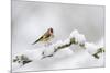 Goldfinch (Carduelis Carduelis) Perched on a Snow Covered Branch, Perthshire, Scotland, UK, April-Fergus Gill-Mounted Photographic Print