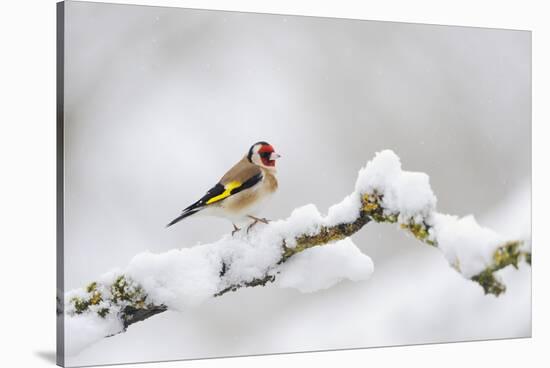 Goldfinch (Carduelis Carduelis) Perched on a Snow Covered Branch, Perthshire, Scotland, UK, April-Fergus Gill-Stretched Canvas