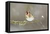 Goldfinch (Carduelis Carduelis) Perched on Branch in Snow, Scotland, UK, December-Mark Hamblin-Framed Stretched Canvas