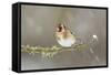 Goldfinch (Carduelis Carduelis) Perched on Branch in Snow, Scotland, UK, December-Mark Hamblin-Framed Stretched Canvas