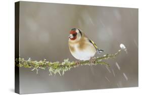 Goldfinch (Carduelis Carduelis) Perched on Branch in Snow, Scotland, UK, December-Mark Hamblin-Stretched Canvas