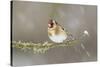 Goldfinch (Carduelis Carduelis) Perched on Branch in Snow, Scotland, UK, December-Mark Hamblin-Stretched Canvas